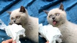 Cat play with Toilet paper - Бумажный кот Paper cat - simple toy you can make for cat