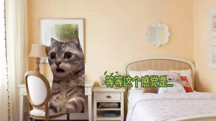 [Cat meme] Lần đầu tiên vào bệnh viện tâm thần khi trưởng thành