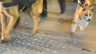الكورجي: أريد أن أرى معجبي، لا تجذبني!
