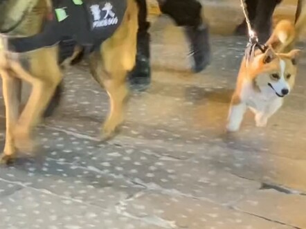 Corgi: Aku ingin bertemu penggemarku, jangan menarikku!