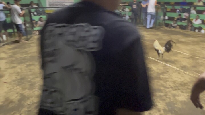 Gold Muff (Win) 3rd Payt