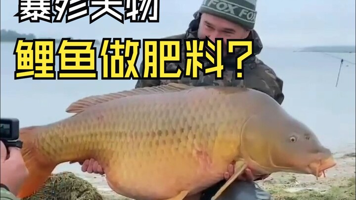 Aku adalah ikan mas Asia. Orang-orang asing ini sedang menuangkan kami satu keranjang demi satu kera