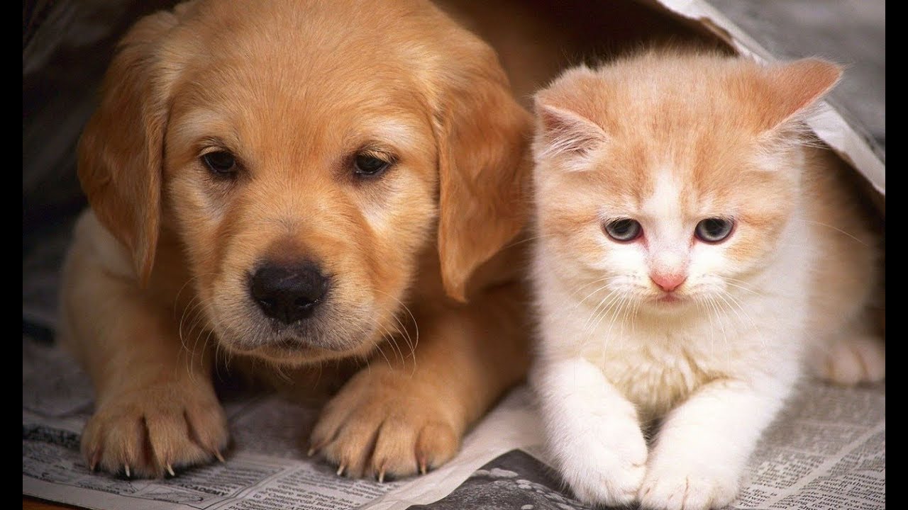 Cute And Funny Puppies And Kittens - Cute Puppies Doing Funny Things | Funny  Dogs And Cats - Bilibili