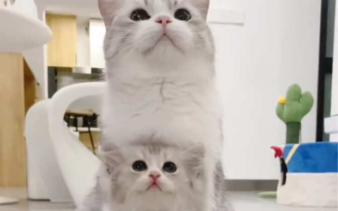 What’s become of the little kitten abandoned by the big white cat?