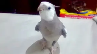 Parrot Singing the Episode of Pirates of the Caribbean