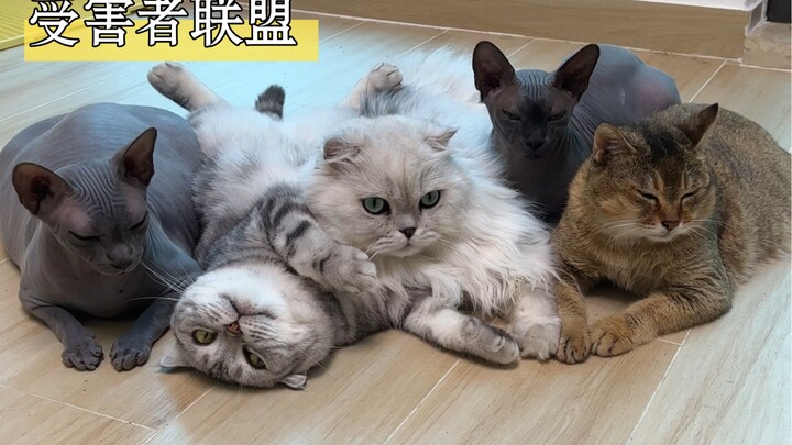 Xem xong video này là bạn sẽ biết thằng nhóc Hachigaku bình thường ngố tàu đến mức nào đấy!