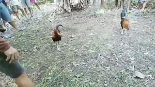 Pitmasters Underground Kings