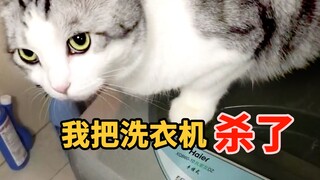 家里淹水主人不关洗衣机，猫咪气得自己关了