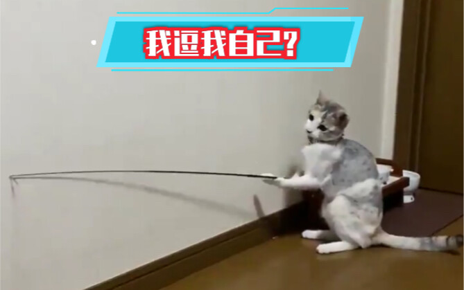A cat that’s mastered playing with a cat teaser on its own