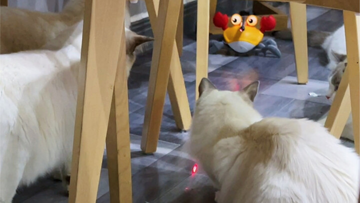 "The Life of a Crab"