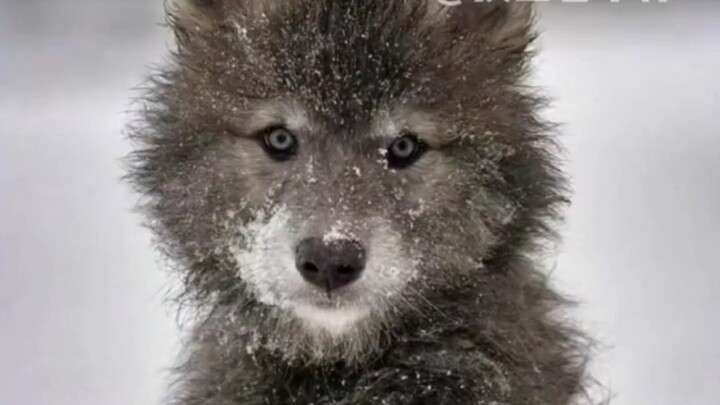 ลูกหมาป่าก็น่ารักได้เหมือนกันนะ!