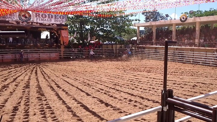Ang paglaso ng baka at Patumbahin Rodeo Festival Masbate city