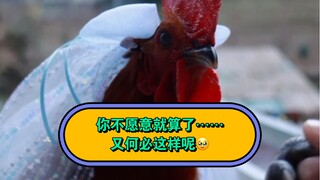 你🐔就这么讨厌我嘛……😭，宁愿挣脱我跳下去……😭