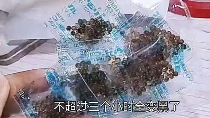 Crisis Moments for Grain-Eating Guangdong Fans