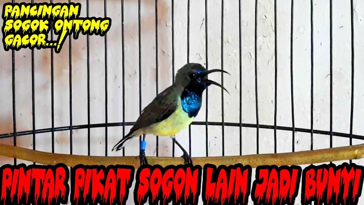 Sogok Ontong Gacor Pintar Pikat Yang Lain Menjadi Cepat Bunyi...!!!
