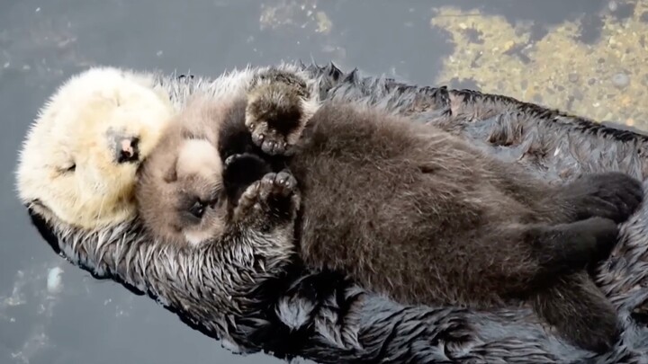 ความรักของแม่ลามะทะเลที่มีต่อลูกน้อยช่างลึกซึ้งยิ่งนัก! บนโลกนี้มีเพียงลูกน้อยเท่านั้นหรือ?