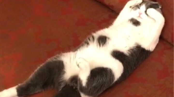 Look how this cat’s been cooped up!