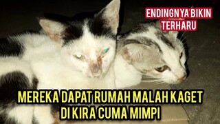 Dua Kucing Ini Tidur Di Jalanan Meringkuk Menahan Lapar Endingnya Bikin Nangis Saat Di Adopsi..!