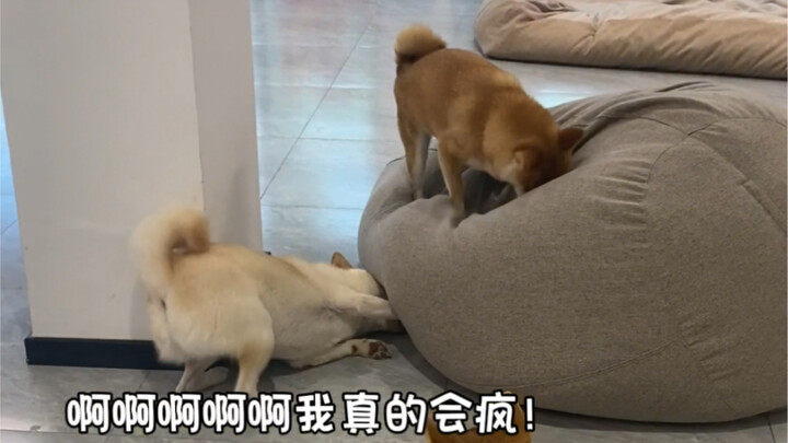 When the puppy’s bone is stolen