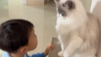 After the kid got back from the cat café, the house cat went ballistic and beat them up seven times—