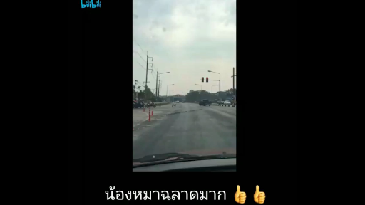 ขนาดน้องหมายังเคารพกฏจราจร ฉลาดมากน้อง 😊💕