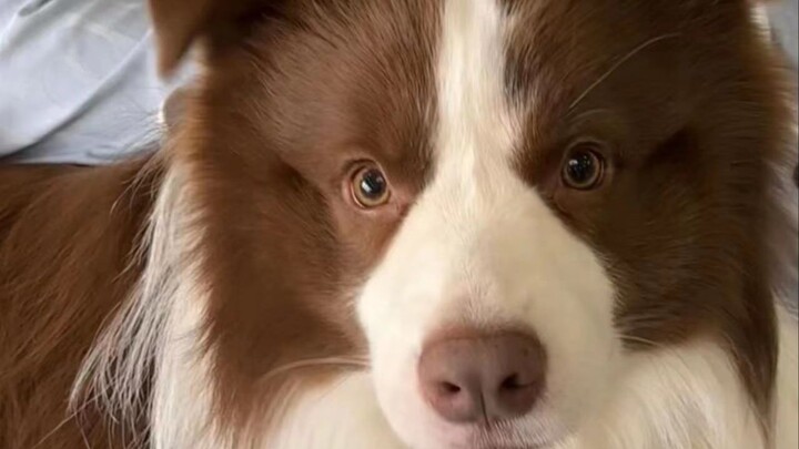 Such a clumsy magic trick, but it’s enough to fool the puppy…
