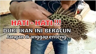 Hati hati!! Duri kan Kitang (ikan kiper) beracun, bisa bikin orang sedut senut || pancing jaring