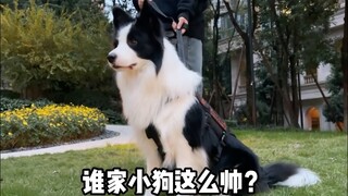 The mental state of dog owners is like this