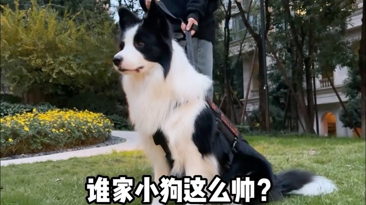 Trạng thái tinh thần của người nuôi chó là như thế này