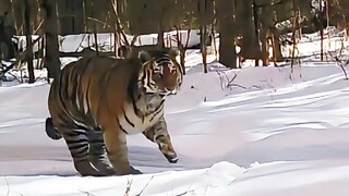 النمر السيبيري: أكبر حكيمي في العالم