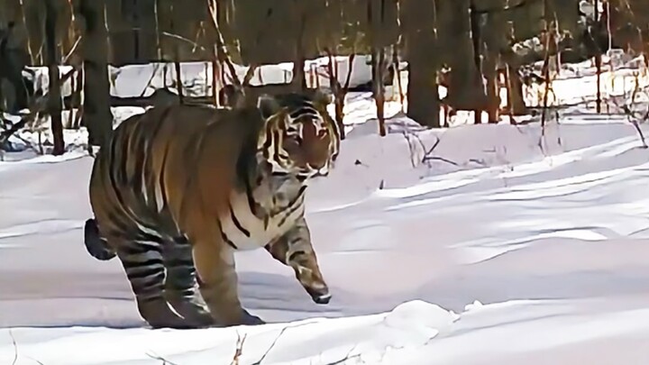 东北虎：世界上最大的哈基米