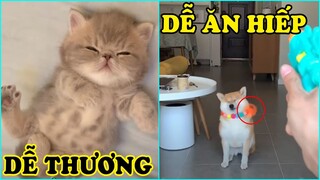 Chó mèo hài hước dễ thương | Dogs and Cats Funny Cute #371
