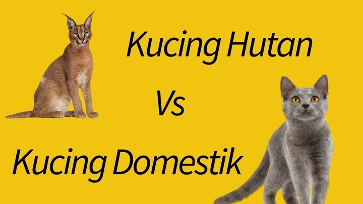 Perbedaan Jenis Kucing Hutan/Liar dengan Kucing Domestik