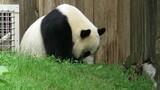 See how pandas run and chase