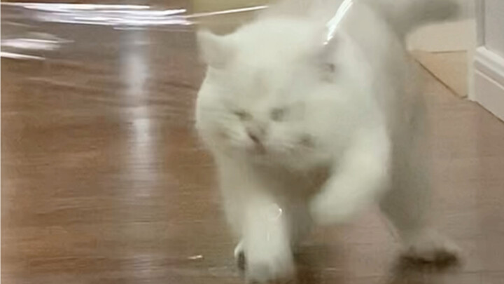 Mèo dùng chân chống vào tường có thực sự thông minh không?