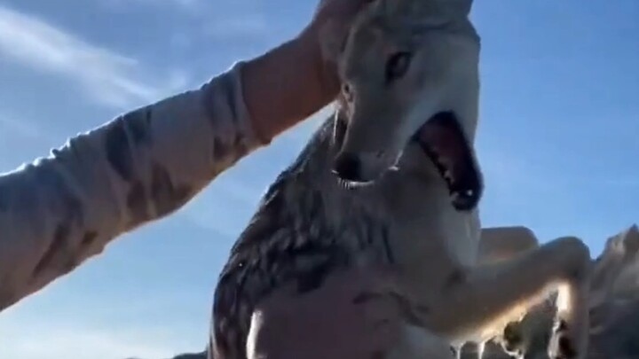 หมาป่าแบบนี้เก่งไหม?