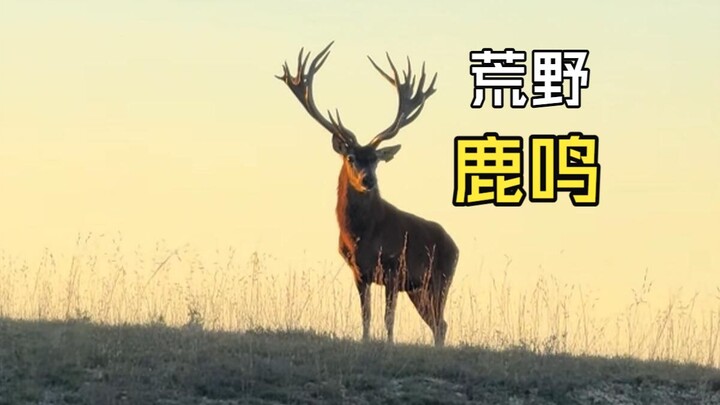 Those peaceful and serene animal videos!