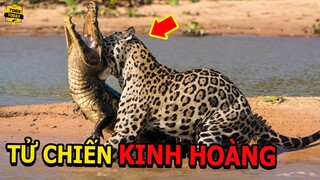 🔴Những Lần Bại Trận Thảm Hại Của Chúa Tể Đầm Lầy Trong Thế Giới Muôn Loài