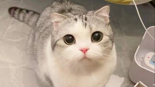 Who can resist playing with a whining kitten?