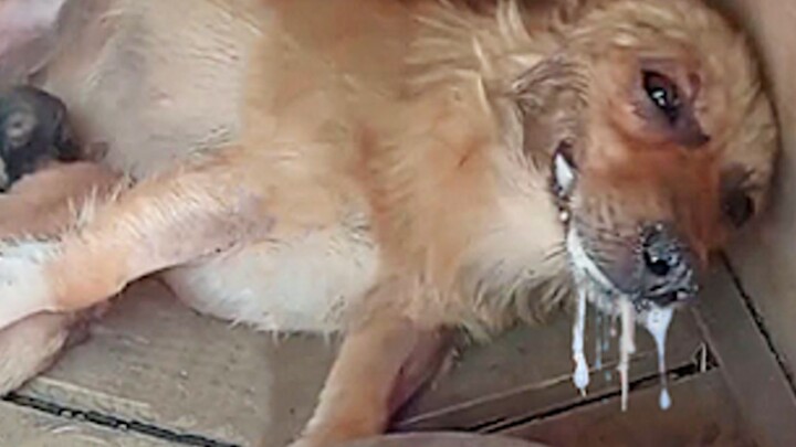 “ความรักของแม่ไม่จำกัดชนิดพันธุ์ พอเป็นแม่ก็ต้องเข้มแข็ง!”