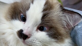 Vuốt ve mèo nhà người khác thật sướng