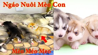 Thú Cưng TV | Ngáo Và Ngơ #27 | chó thông minh vui nhộn | Pets funny cute smart dog