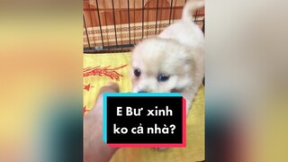 Còn mỗi e Bư.   cunyeucuadua chó chócon chókhôn chócute chó_cưng chócon chókhôn chómèo xuhuong fyp