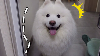 [Dogs Clip] หมาน้อยเสี่ยวหยาง ต้องการอาหารเพิ่มอีก เอาอีก