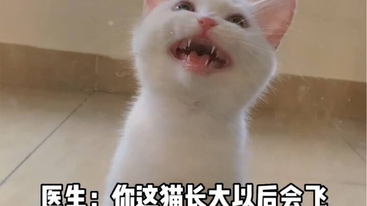 谁懂啊家人们养了个蜘蛛侠