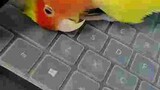 Cute parrot on my keyboard