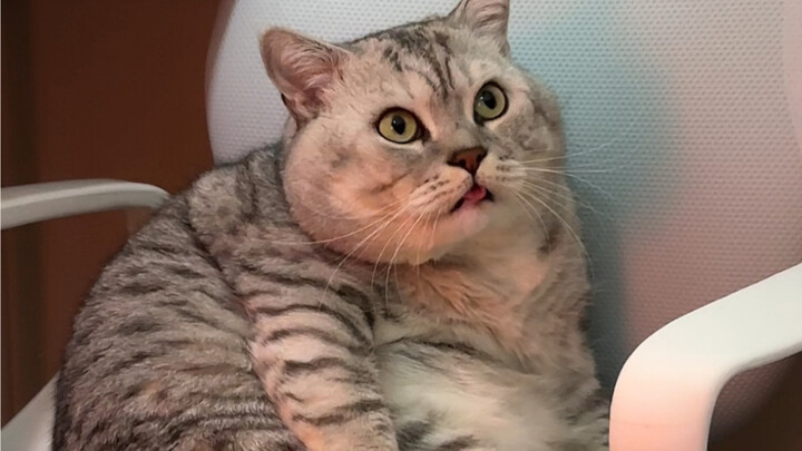 Đại Tráng ngẩn người ra.