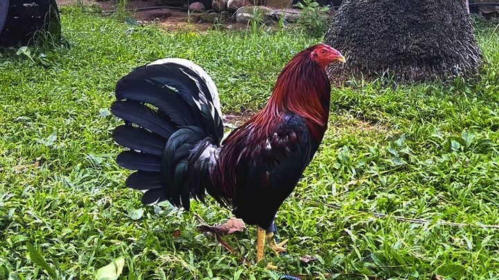 Murphy Whitehackle Gamefowl