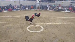 First fight 2hits WIN!