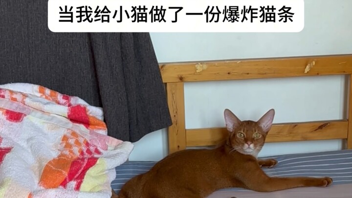 Xiao Mao, have you ever tried Explosive Cat Treats?